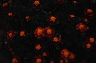 High angle view of flowers blooming outdoors