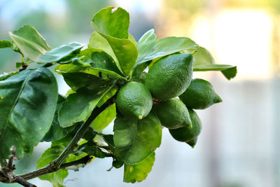 Close-up of berries growing on plant