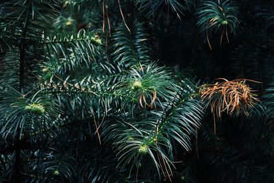 Close-up of palm tree