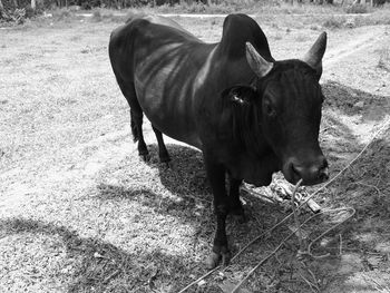 Cow on field