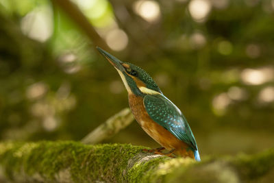 Close-up of bird perching on branch
