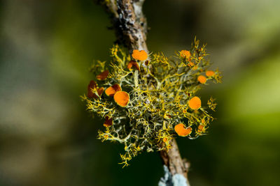 Close-up of orange flower growing on tree