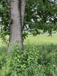 Trees growing on field in forest