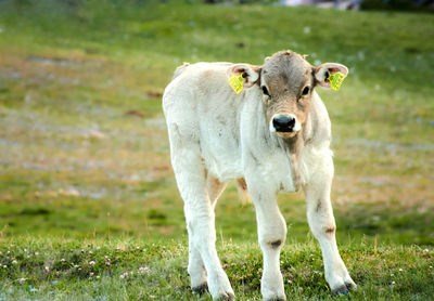 Portrait of a horse on field