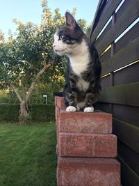 Cat sitting on a tree