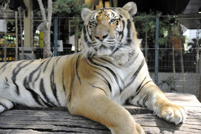 Close-up of lion in zoo