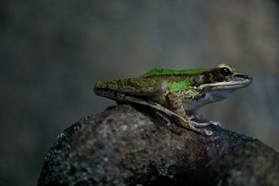 Close-up of frog on rock