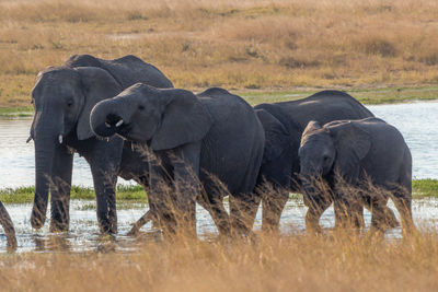 View of elephant drinking water