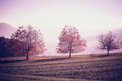 Trees on field against clear sky