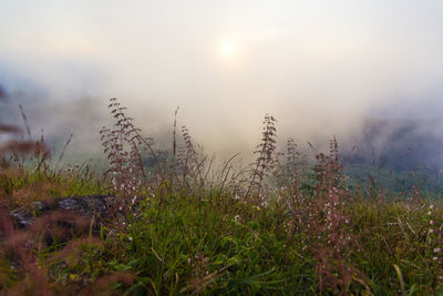 Plants growing on land against sky