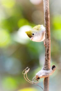 Close-up of birds perching on twig