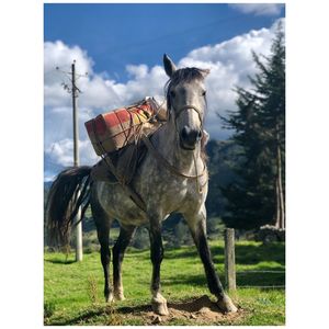 Horse on field against sky