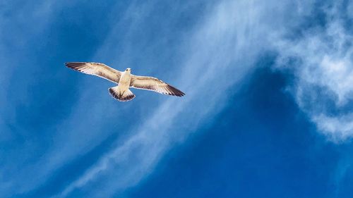 Low angle view of seagull flying in sky