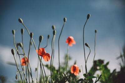 Poppy flowers in field