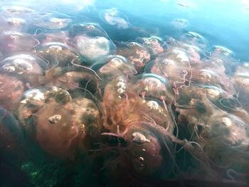 High angle view of fishes swimming in sea