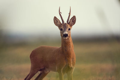 Portrait of deer standing on field