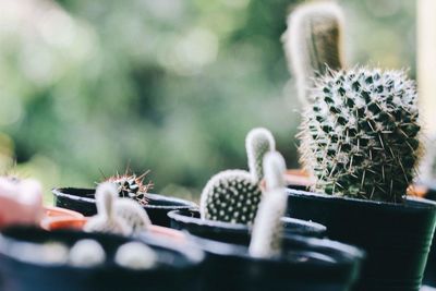 Close-up of succulent plant