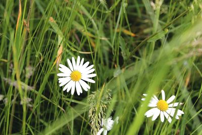 Close-up of white flowers blooming on field