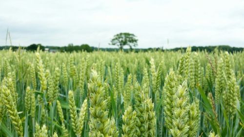 Crop growing in field