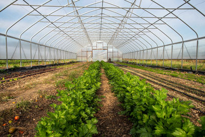 Long rows of celery inside garden greenhouse with irrigation