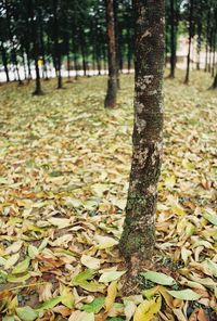 Close-up of tree trunk in forest during autumn