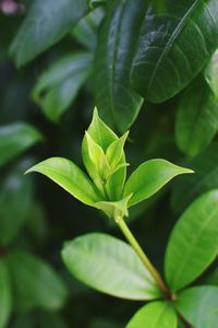 Close up of green leaves with small depth of field and defocus background.