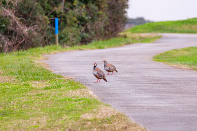 View of horse running on road