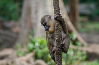 Close-up of monkey on tree