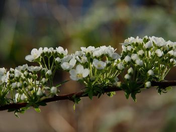 Macro blossom