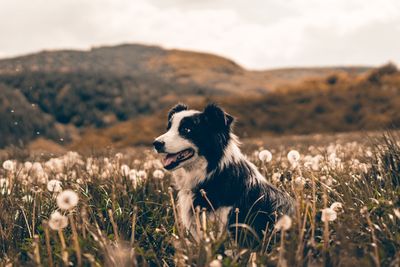 Dog standing on field