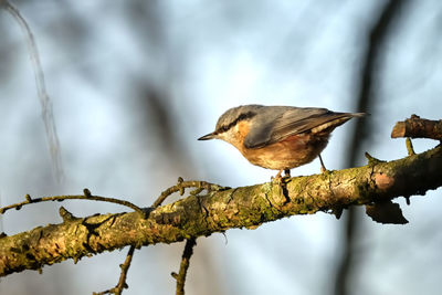 Close-up of bird perching on branch