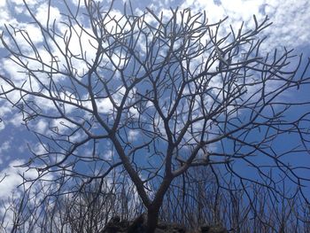 Low angle view of bare tree against sky