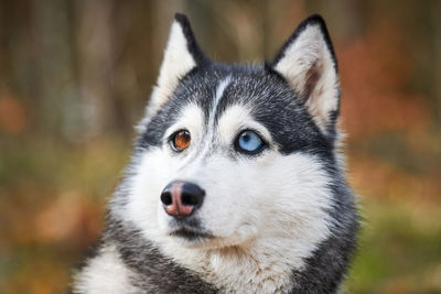 Close-up portrait of dog