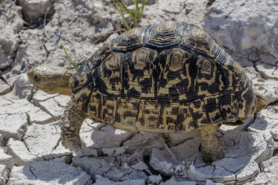 A leopard turtle in etosha, a national park of namibia