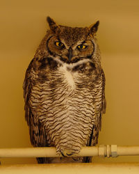 Portrait of owl perching on wood