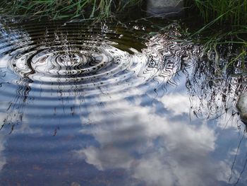 Close-up of turtle in water