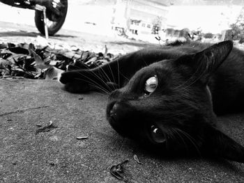 Close-up portrait of a cat