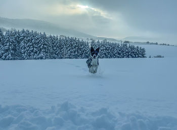 Dog on snow against sky