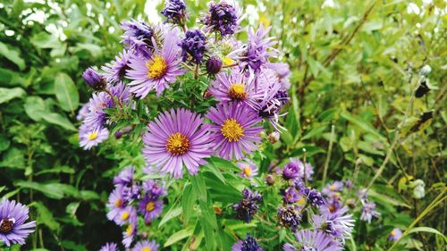 Close-up of purple flowers