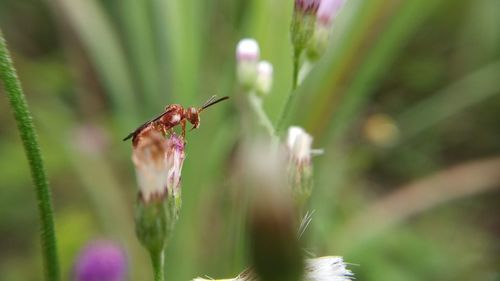 Close-up of insect on flower