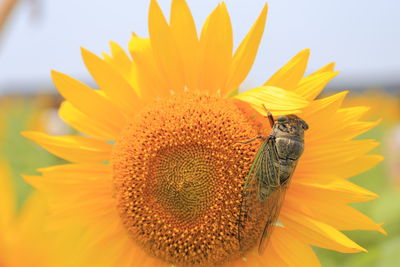 Close-up of insect on yellow flower