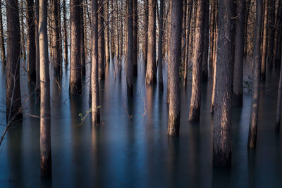 Trees in forest in fog