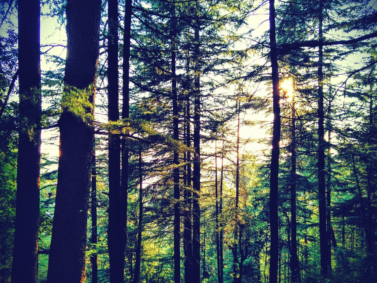 LOW ANGLE VIEW OF TREES IN FOREST