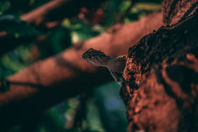 Close-up of lizard on tree trunk