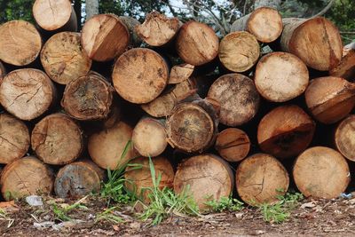 Stack of logs in forest