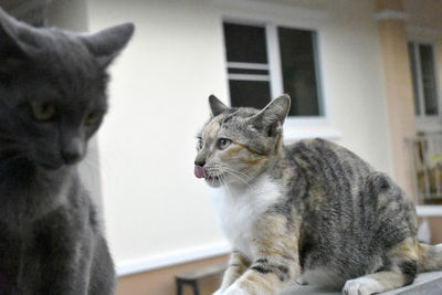 Close-up of a cat