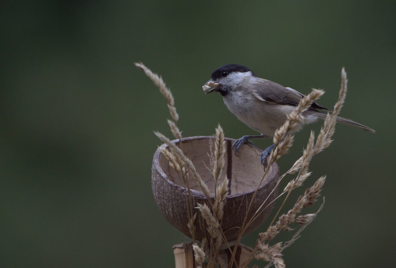 BIRD PERCHING ON BRANCH