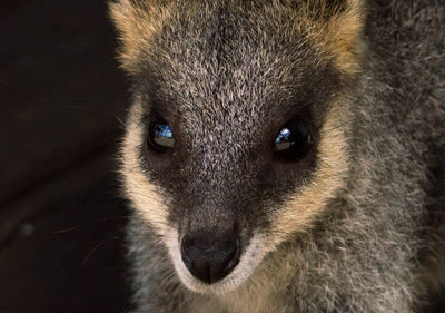 Close-up portrait of wallaby