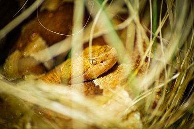 Close-up of lizard on land