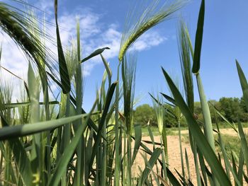 Close-up of stalks in field against sky